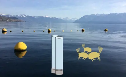 Toxic effects of suspended matter from Lake Geneva on ostracods