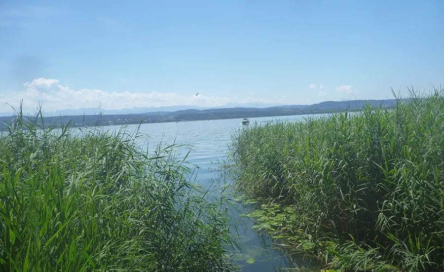 Assessment of the biological quality of Swiss lake sediments using oligochaete communities